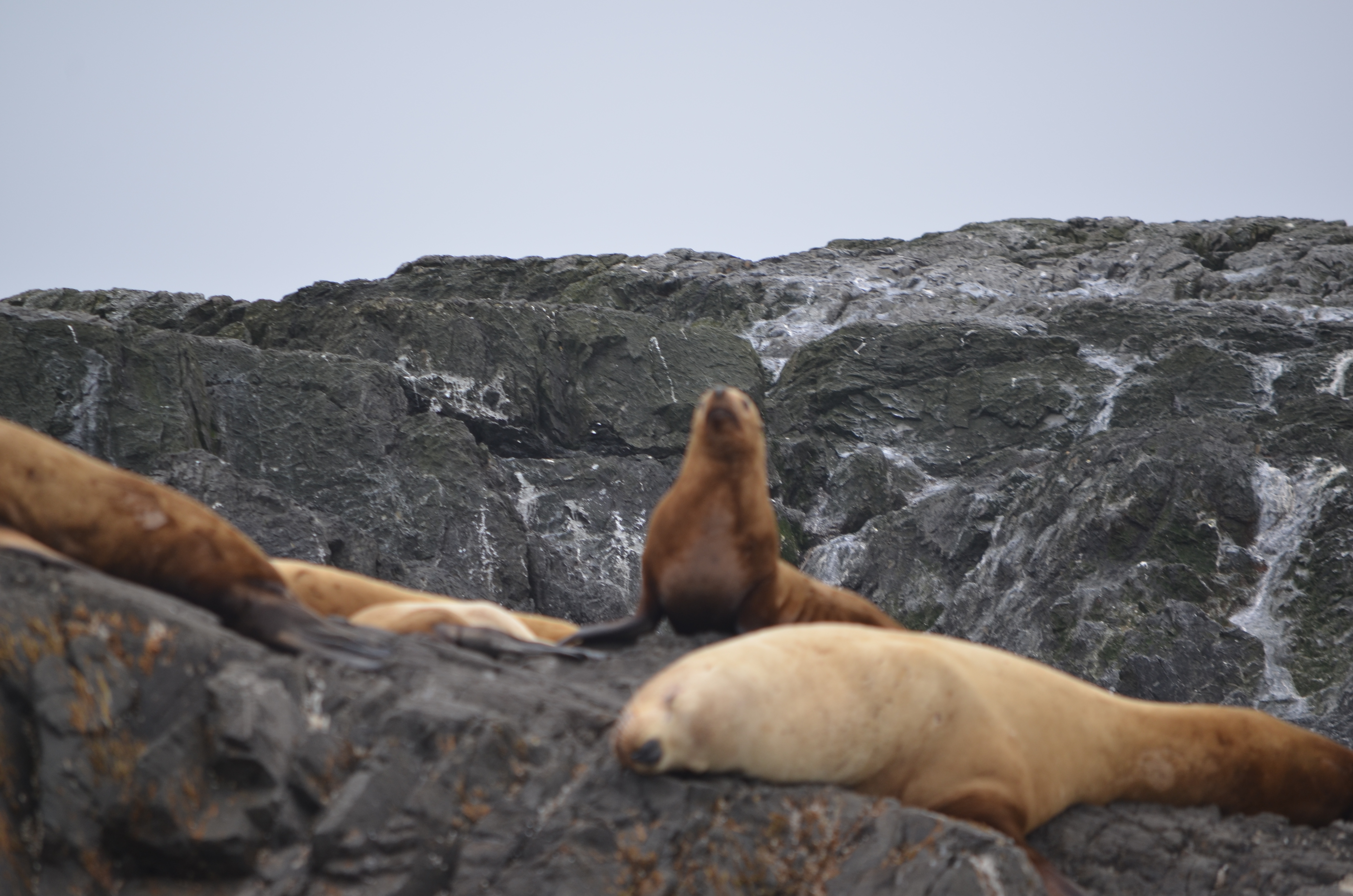 photos/wildlife/Mammal_Species/Steller Sea Lion/DSC_0346.JPG
